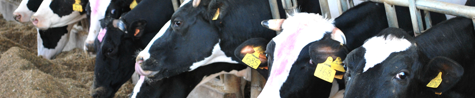 Caseificio San Vitale - territorio